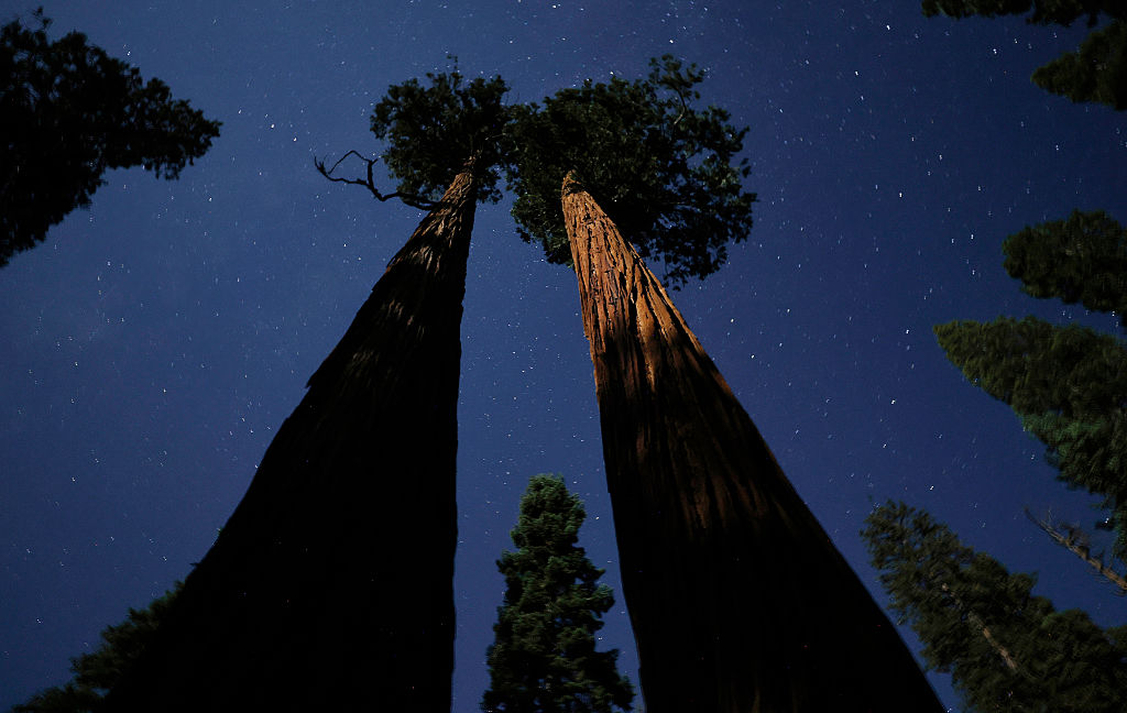 Trump’s Repeal of Roadless Rule Would Declare Open Season on Protected Forests