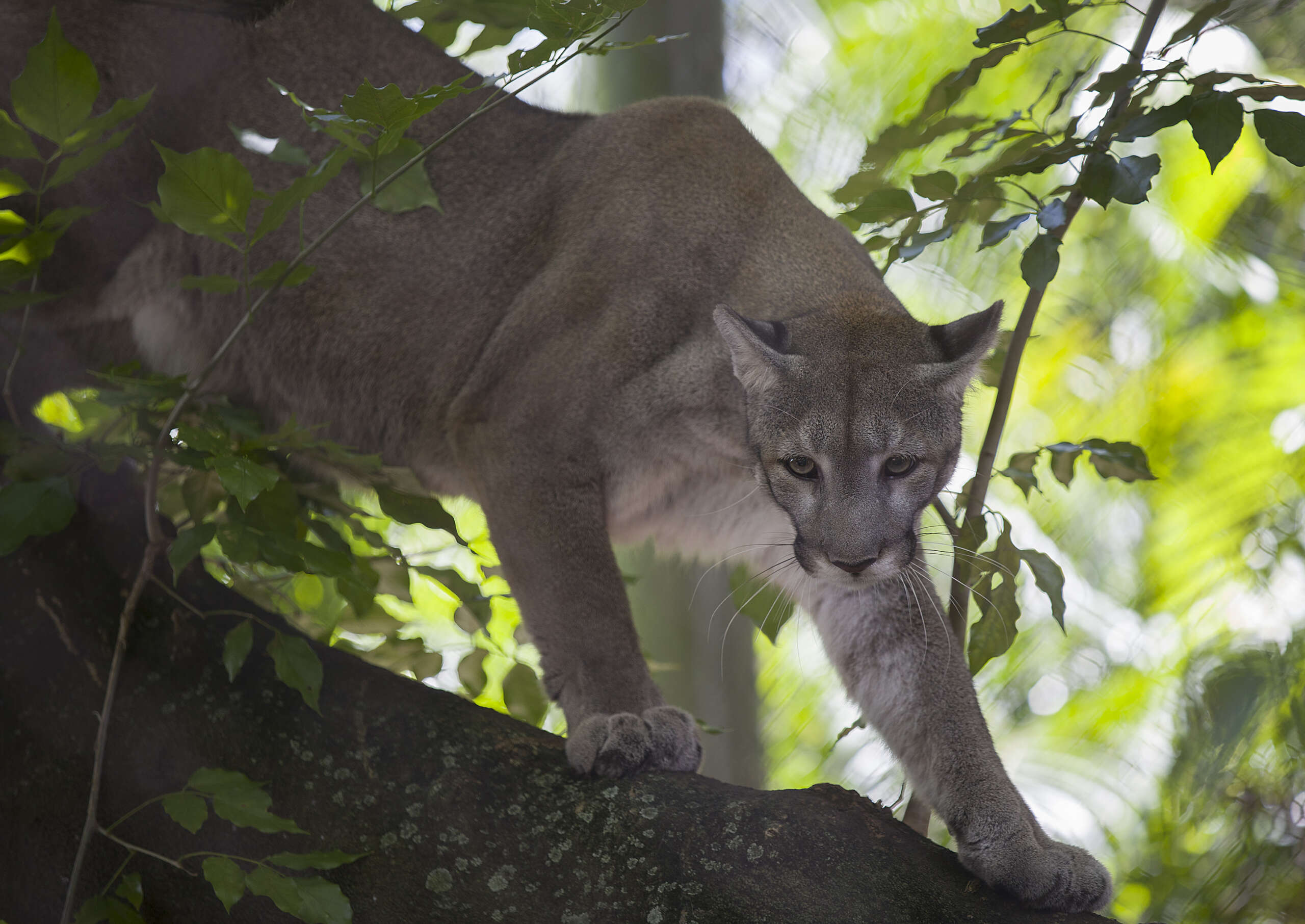 Trump’s Gutting of the Endangered Species Act Will Imperil Hundreds of Species